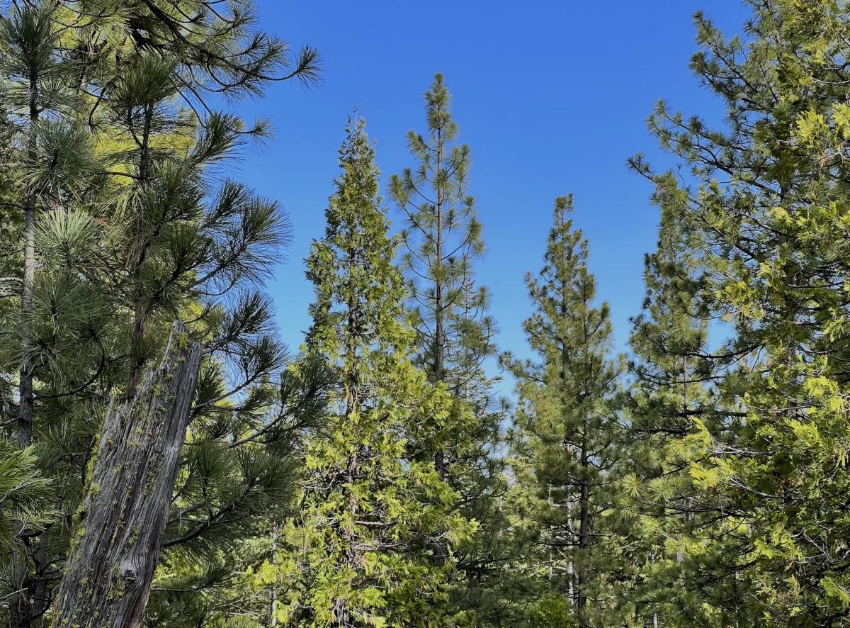 0.97 Acres for Sale in California Pines, California