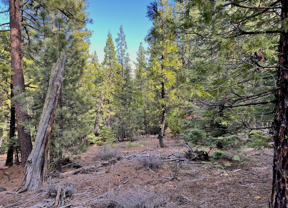 0.97 Acres for Sale in California Pines, California