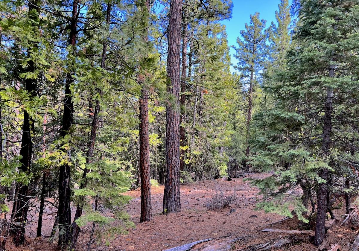 0.97 Acres for Sale in California Pines, California