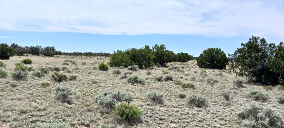 1.24 Acres for Sale in Sanders, Arizona