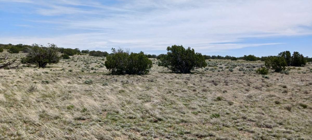 1.24 Acres for Sale in Sanders, Arizona