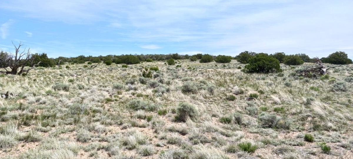 1.24 Acres for Sale in Sanders, Arizona