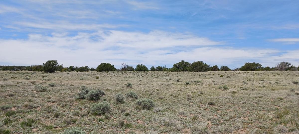 1.24 Acres for Sale in Sanders, Arizona