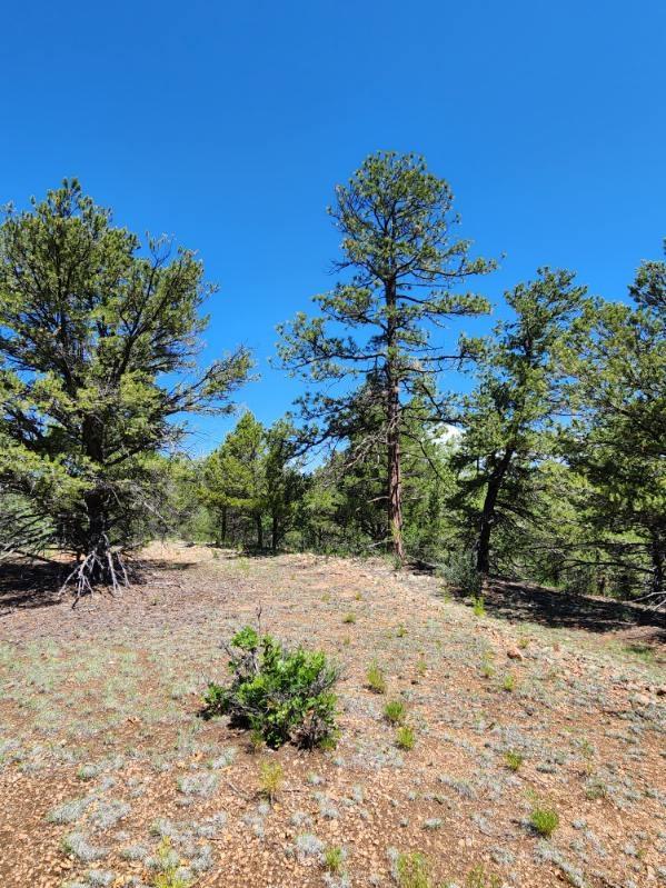 4.81 Acres for Sale in Texas Creek, Colorado