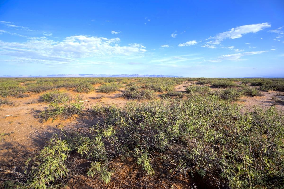 5.00 Acres for Sale in Plateau, Texas