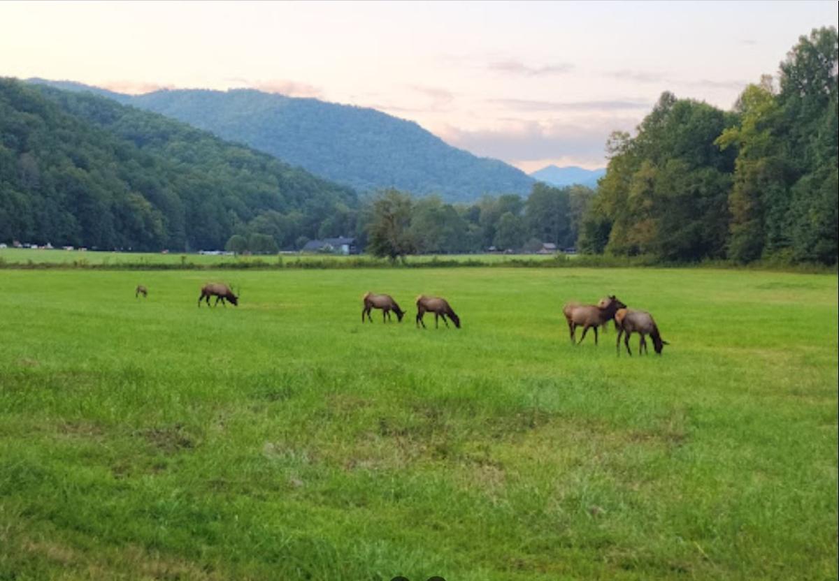 1.12 Acres for Sale in Franklin, NC
