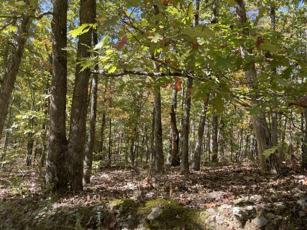 0.37 Acres for Sale in Williford, Arkansas