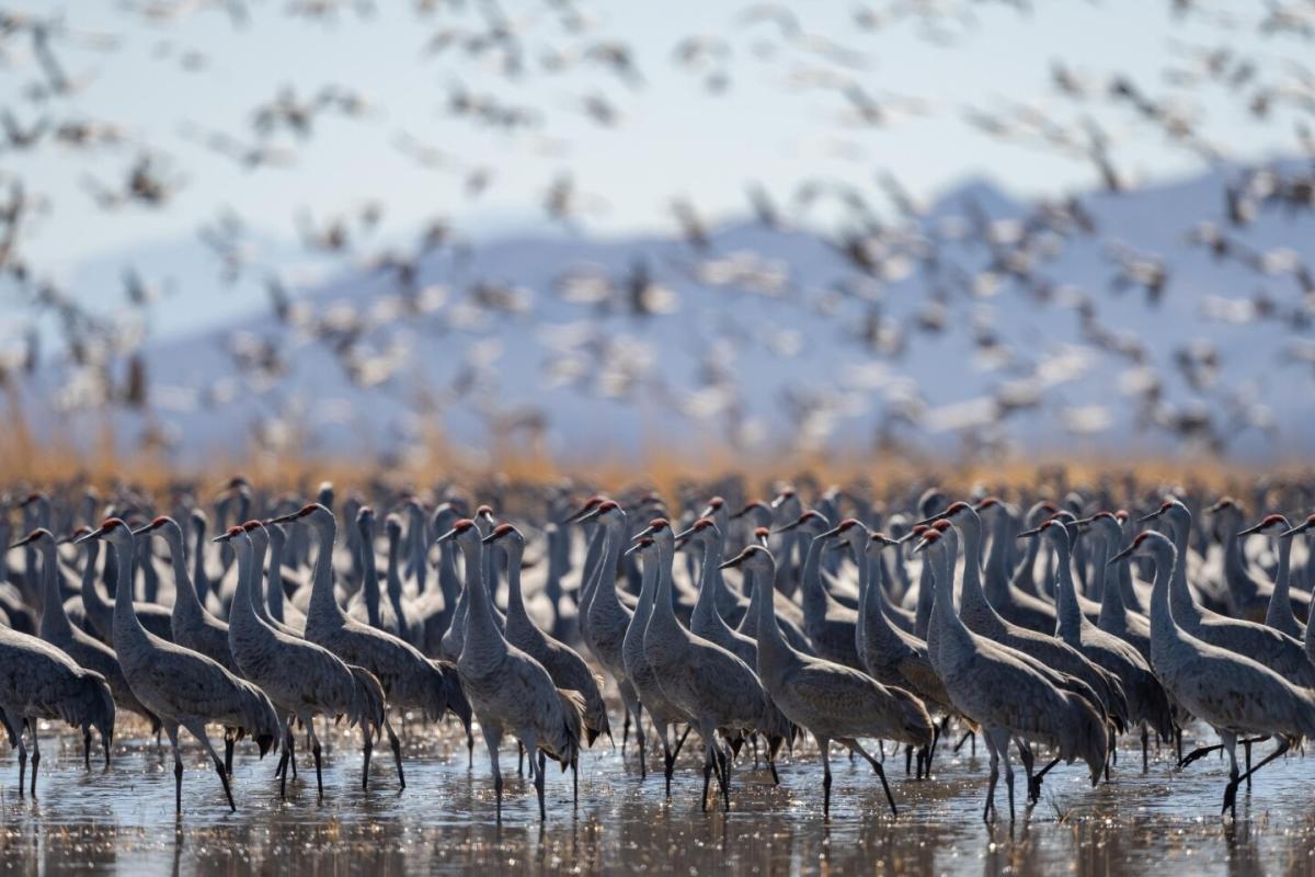 0.52 Acres for Sale in Wilcox, Arizona