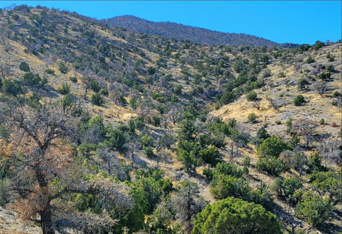 40 Acres for Sale in Montello, NV