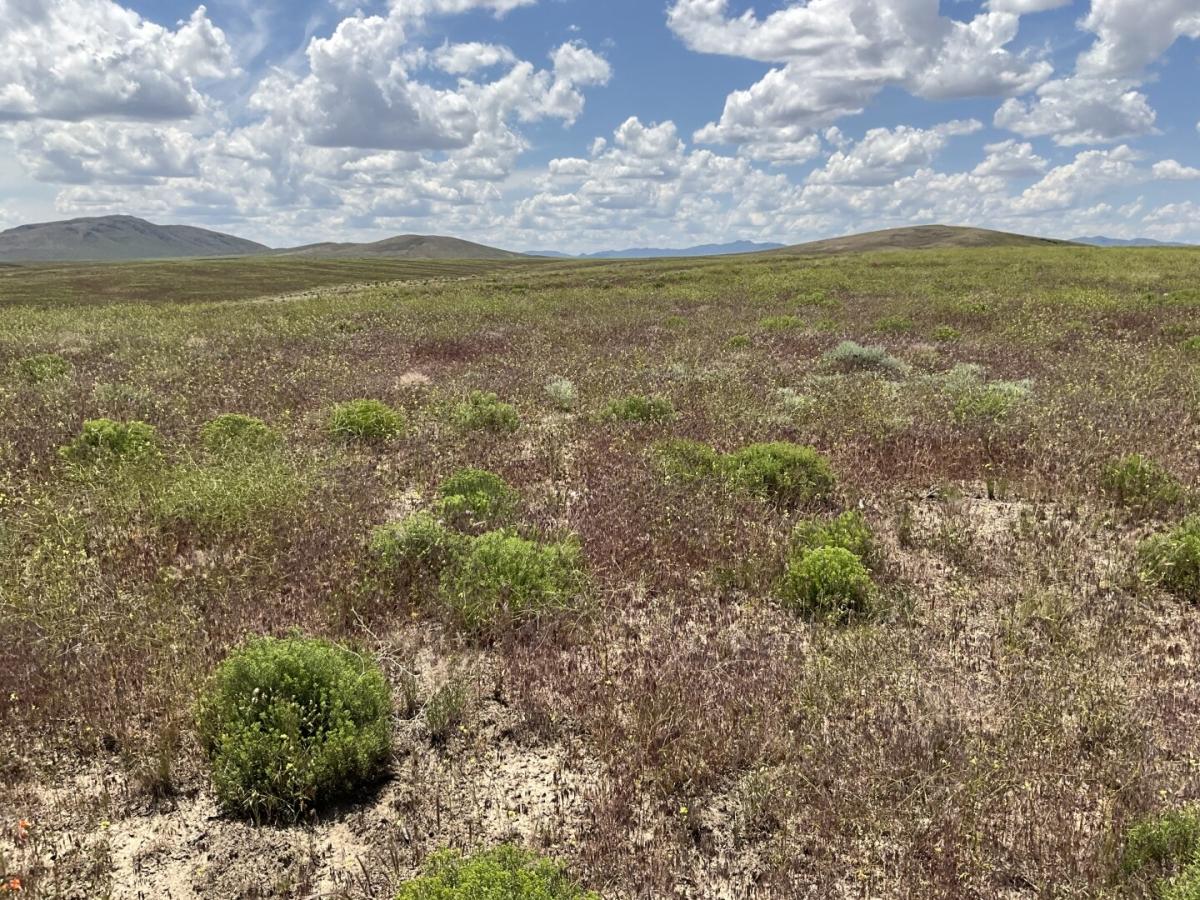 40 Acres for Sale in Elko, Nevada