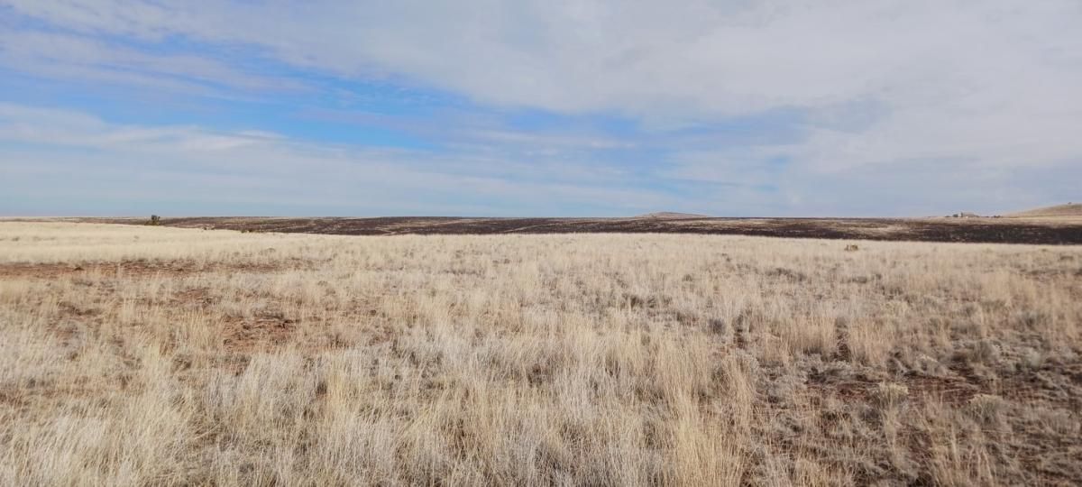 1.01 Acres for Sale in Concho, Arizona