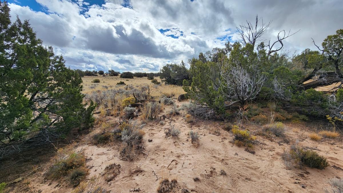 1.04 Acres for Sale in Sanders, Arizona