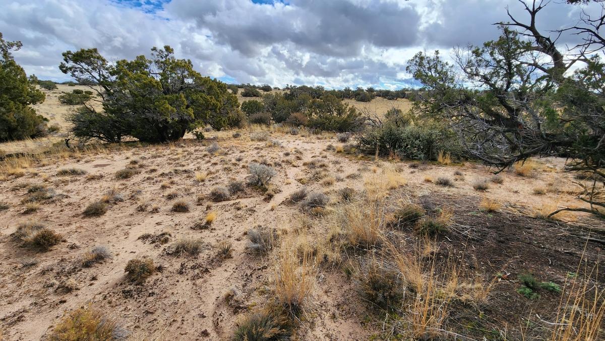 1.04 Acres for Sale in Sanders, Arizona
