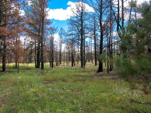 2.07 Acres for Sale in Fort Garland, Colorado