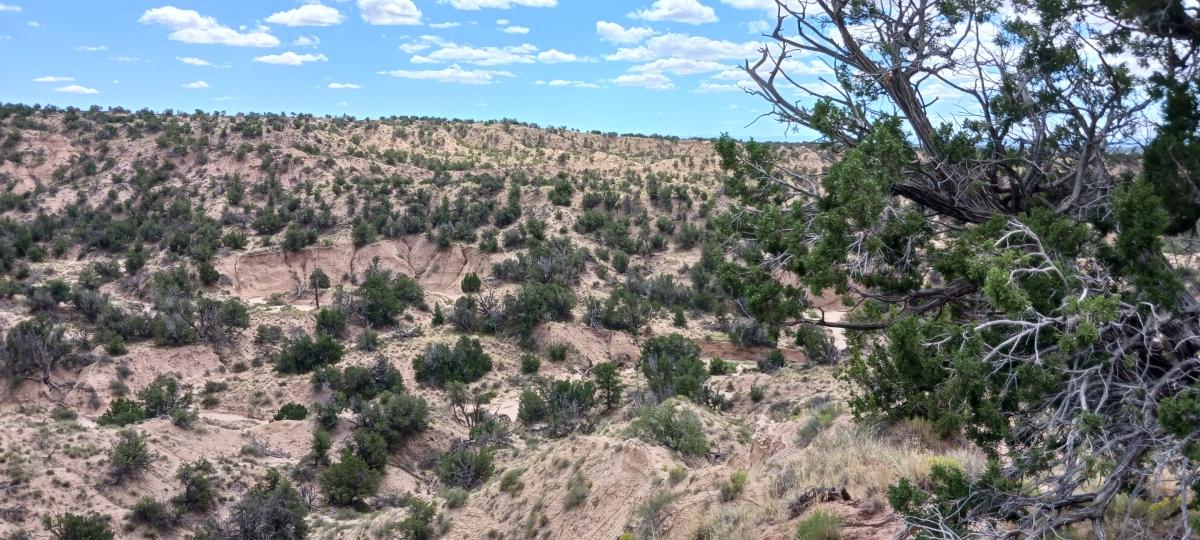 5 Acres for Sale in Sanders, Arizona