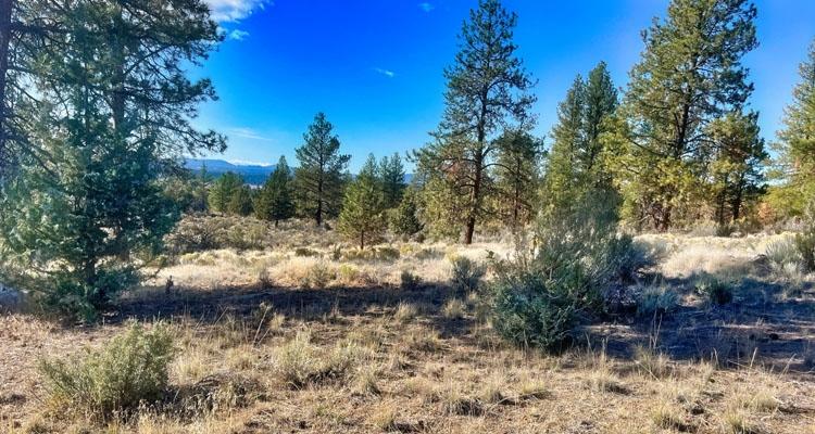 1.5 Acres for Sale in BEATTY, Oregon