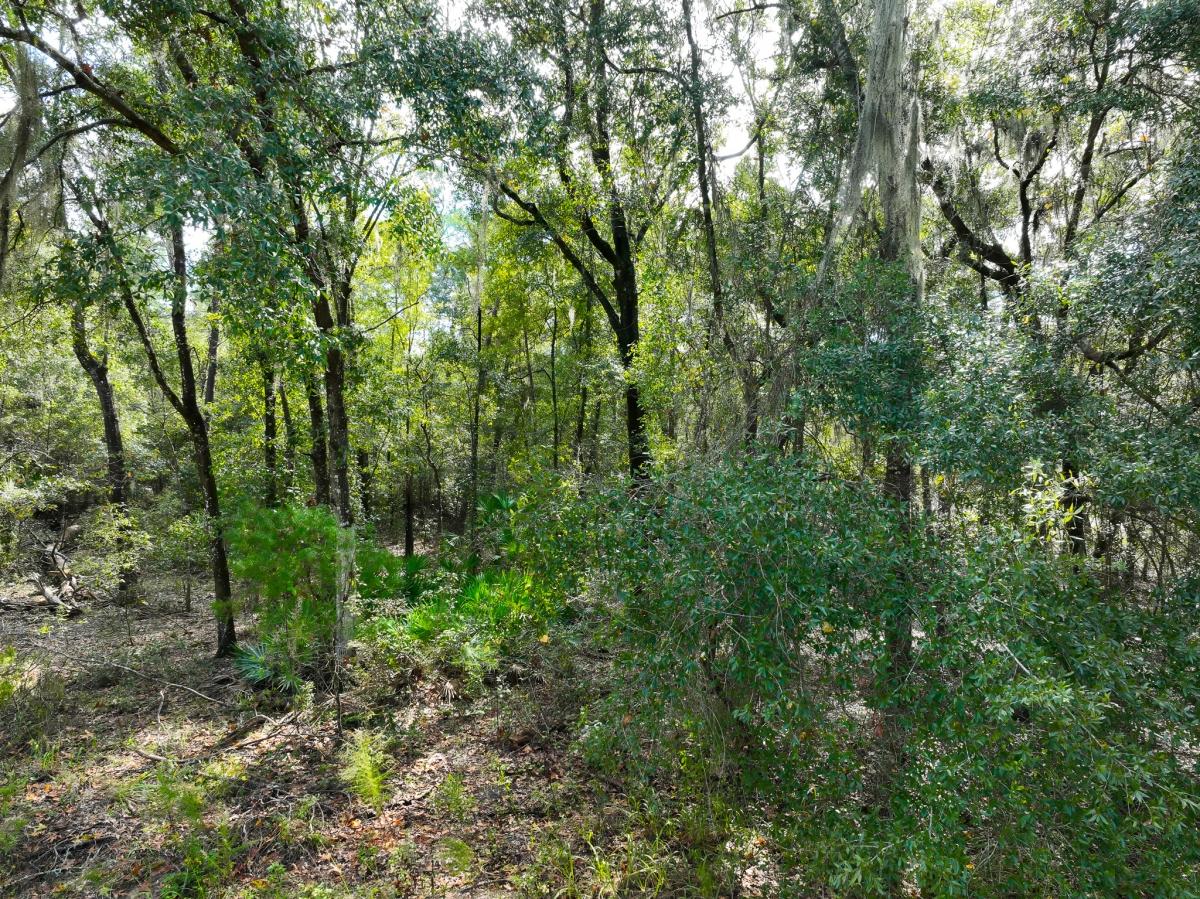 0.25 Acres for Sale in Florahome, Florida