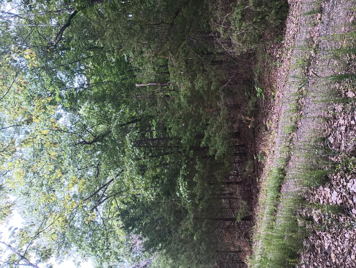 0.36 Acres for Sale in Horseshoe Bend, Arkansas