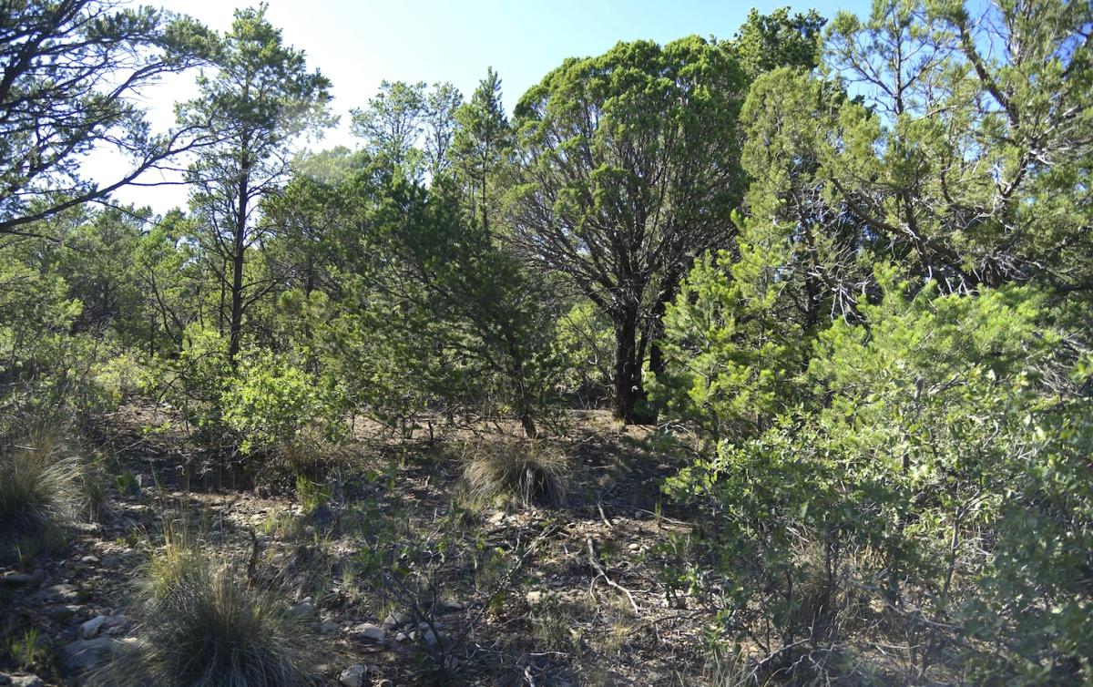 0.5 Acres for Sale in Cloudcroft, New Mexico