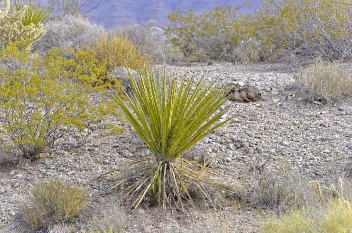 1.25 Acres for Sale in Meadview, Arizona