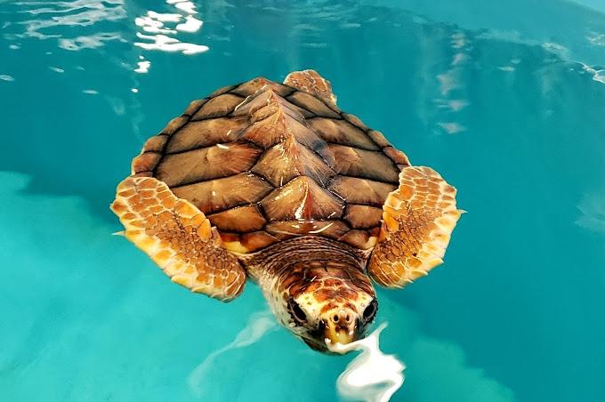 .5 Acres for Sale in New Bern, North Carolina