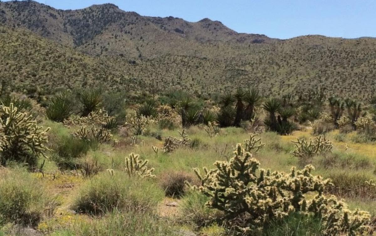 1.77 Acres for Sale in Dolan Springs, Arizona