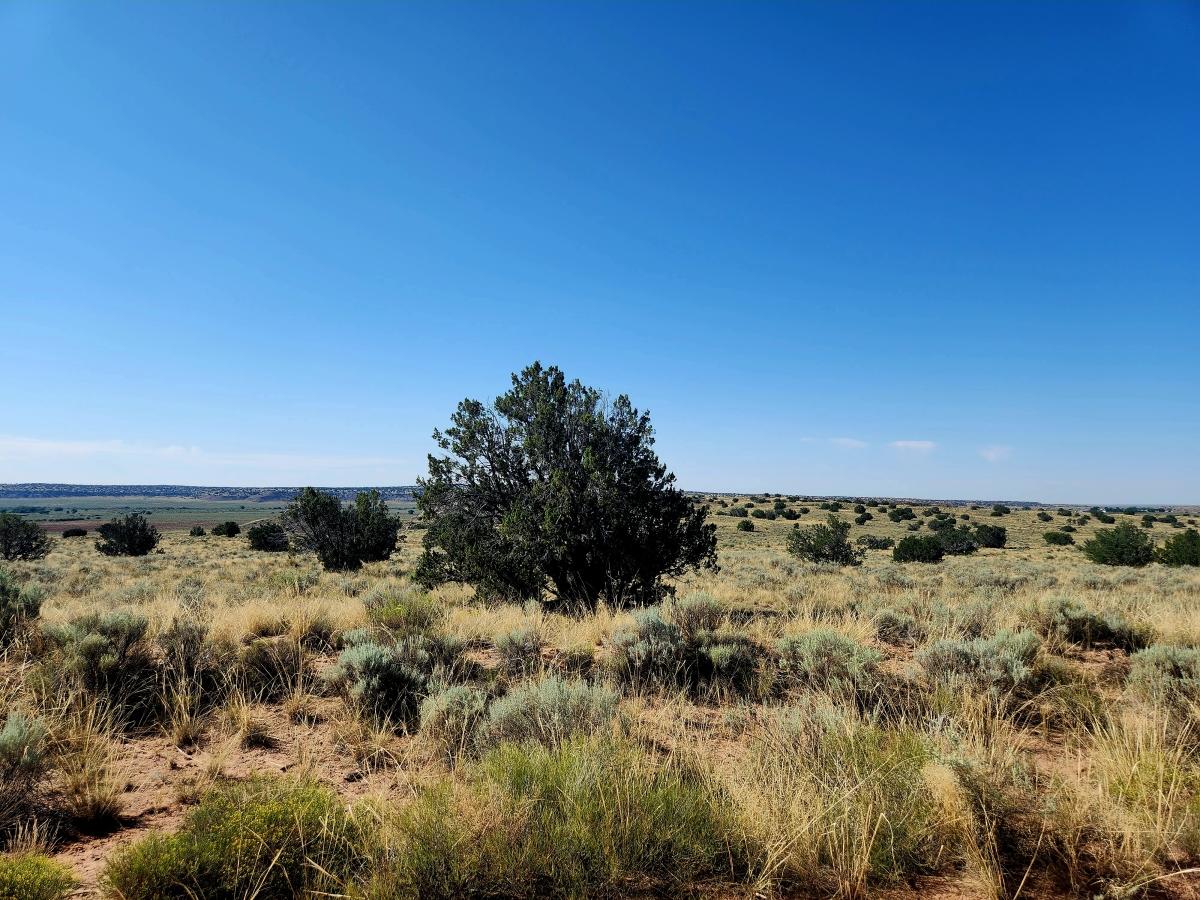 0.99 Acres for Sale in Sanders, Arizona
