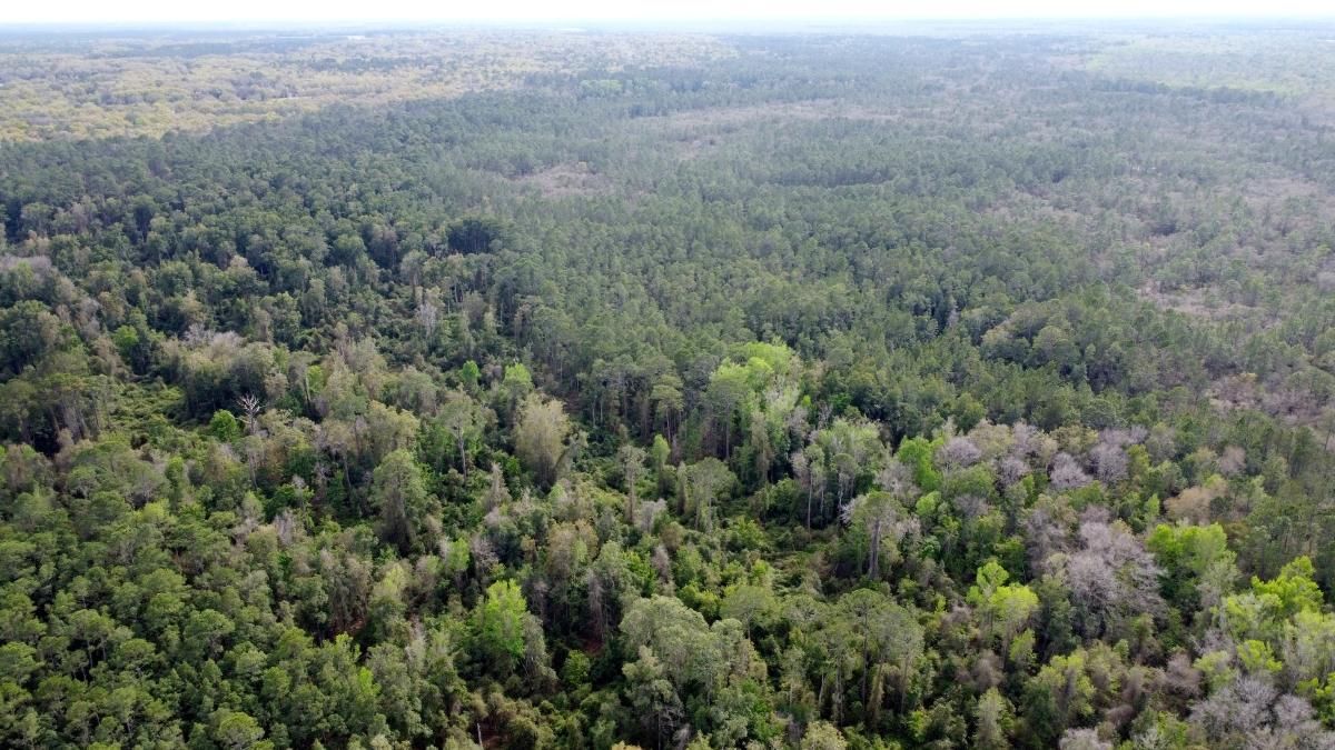 1.13 Acres for Sale in Satsuma, Florida