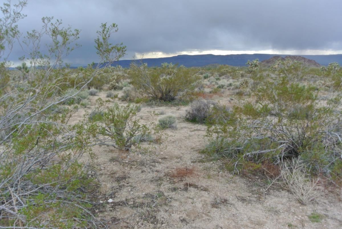 2.2 Acres for Sale in Yucca AZ, Arizona