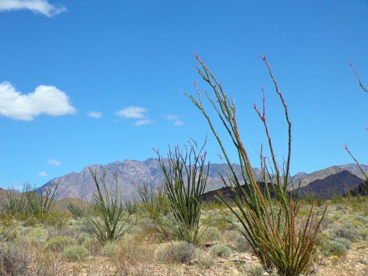 2.35 Acres for Sale in Yucca, Arizona