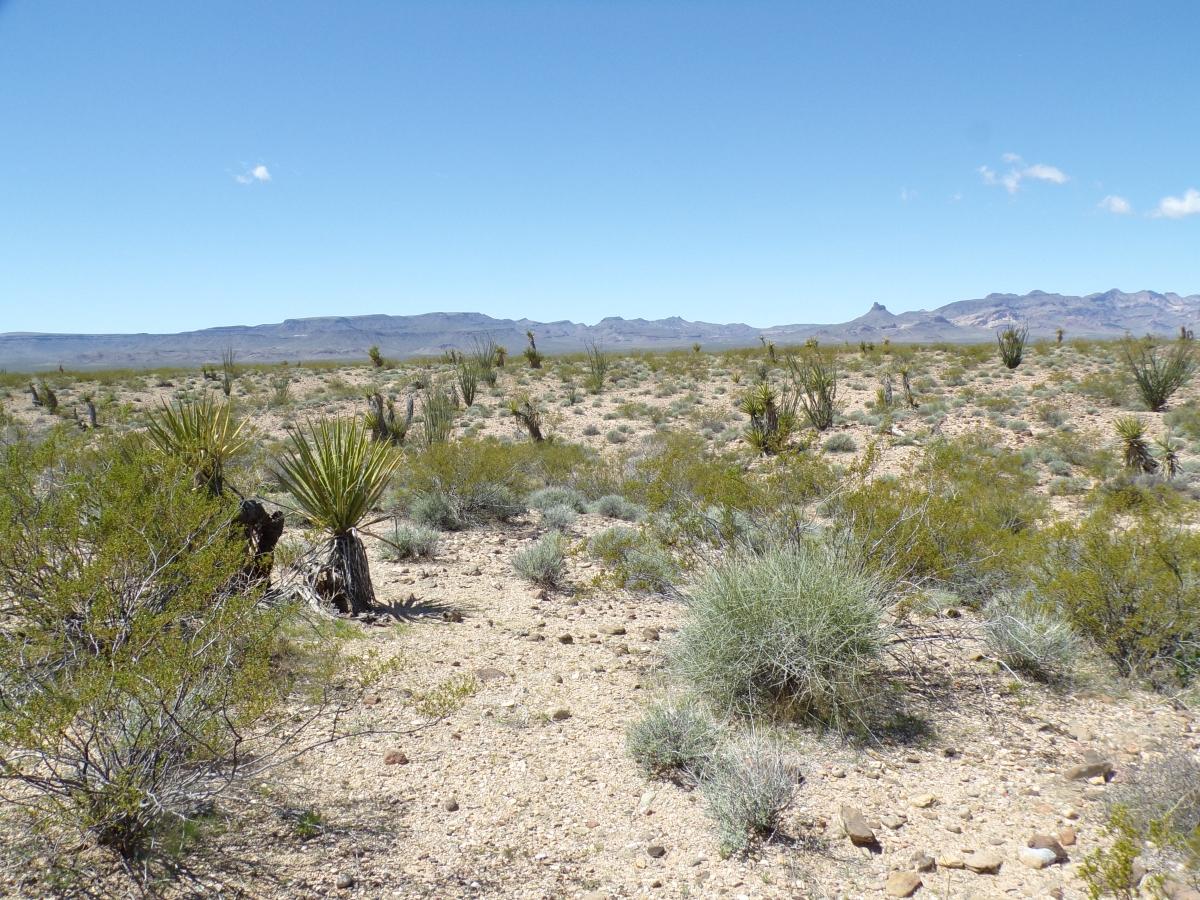 2.5 Acres for Sale in Golden Valley, Arizona