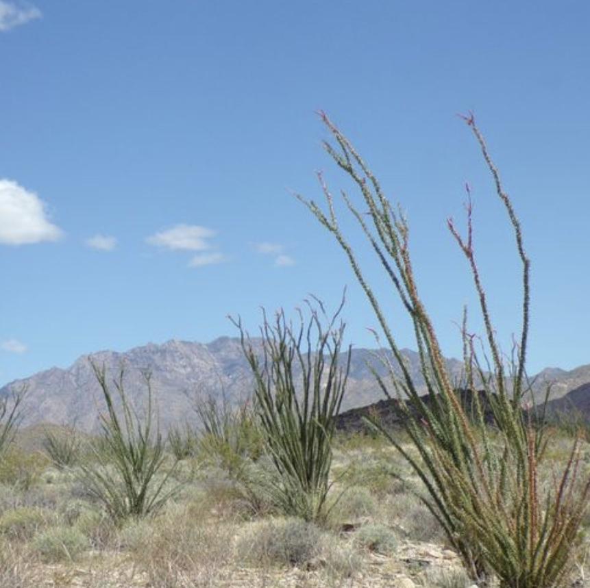 5 Acres for Sale in Concho, Arizona