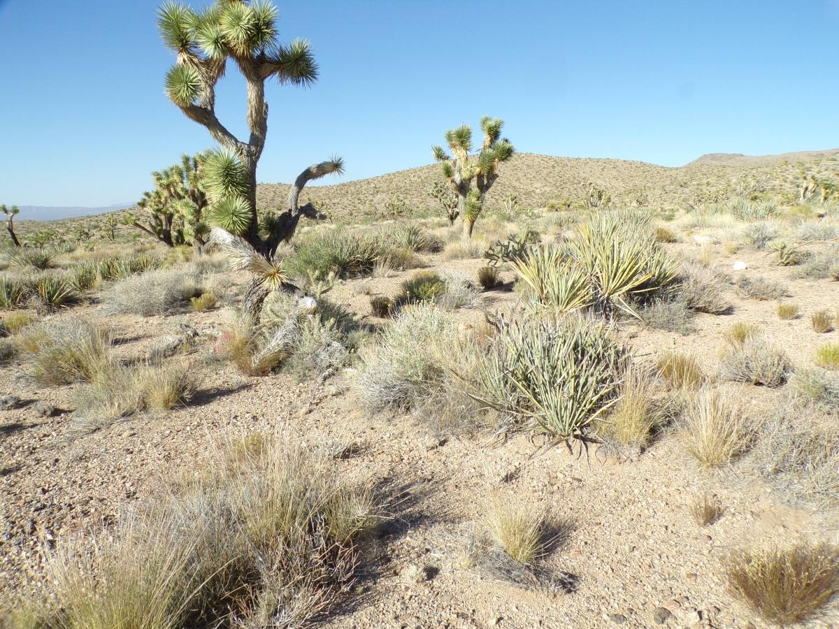 1.06 Acres for Sale in Dolan Springs, Arizona