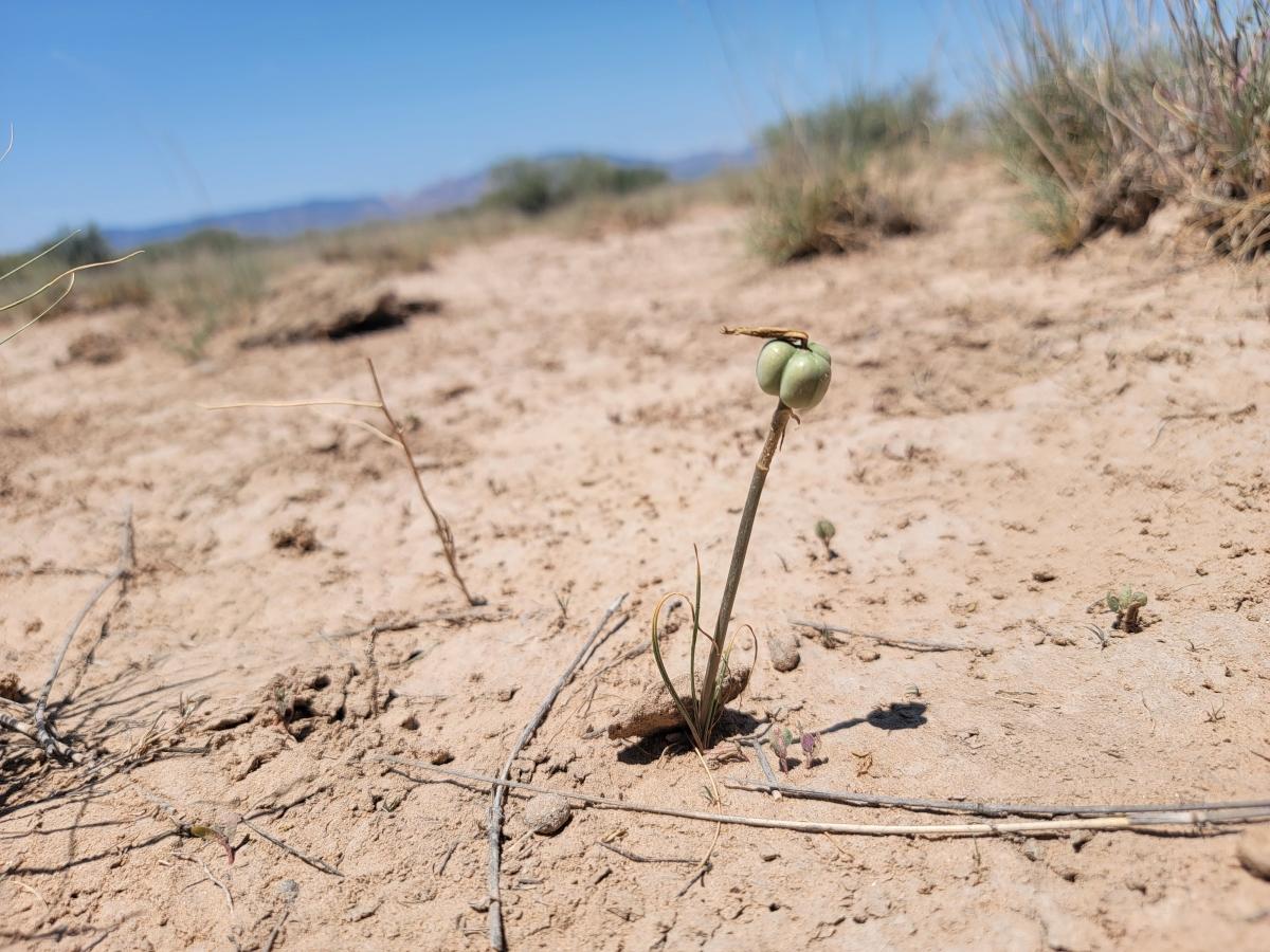 0.85 Acres for Sale in Sunsites, Arizona