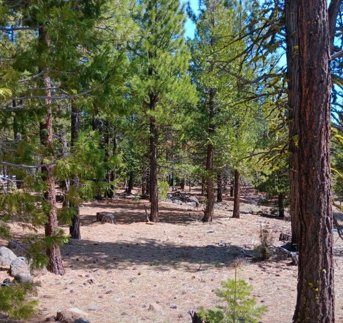 0.92 Acres for Sale in California Pines, California