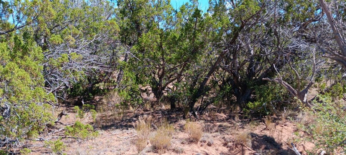 4.64 Acres for Sale in Chambers, Arizona