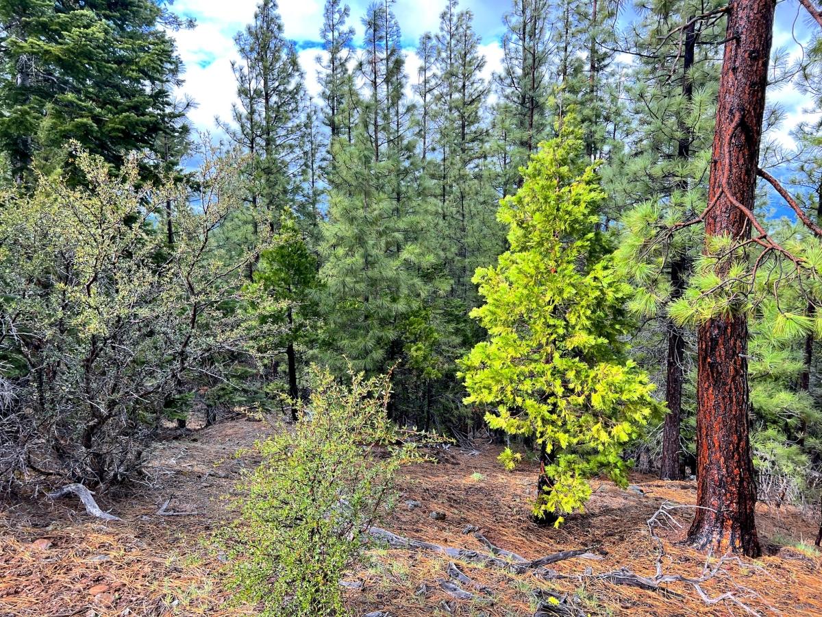 1 Acres for Sale in California Pines, California