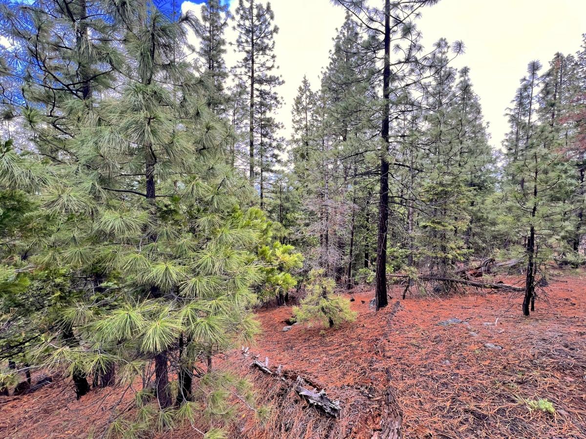 1 Acres for Sale in California Pines, California