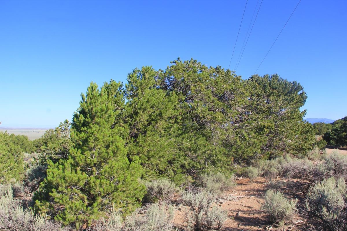 5.131 Acres for Sale in Fort Garland, Colorado