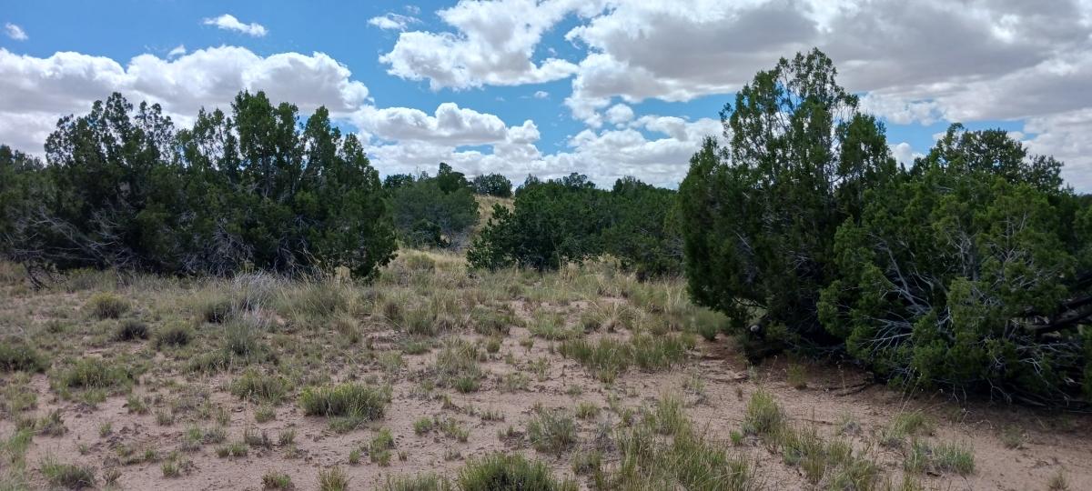 2.50 Acres for Sale in Sanders, Arizona