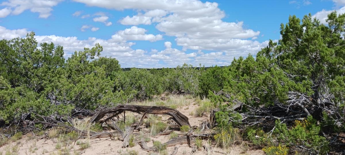 5 Acres for Sale in Sanders, Arizona