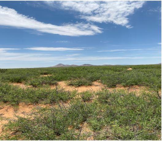 4.65 Acres for Sale in Deming, New Mexico