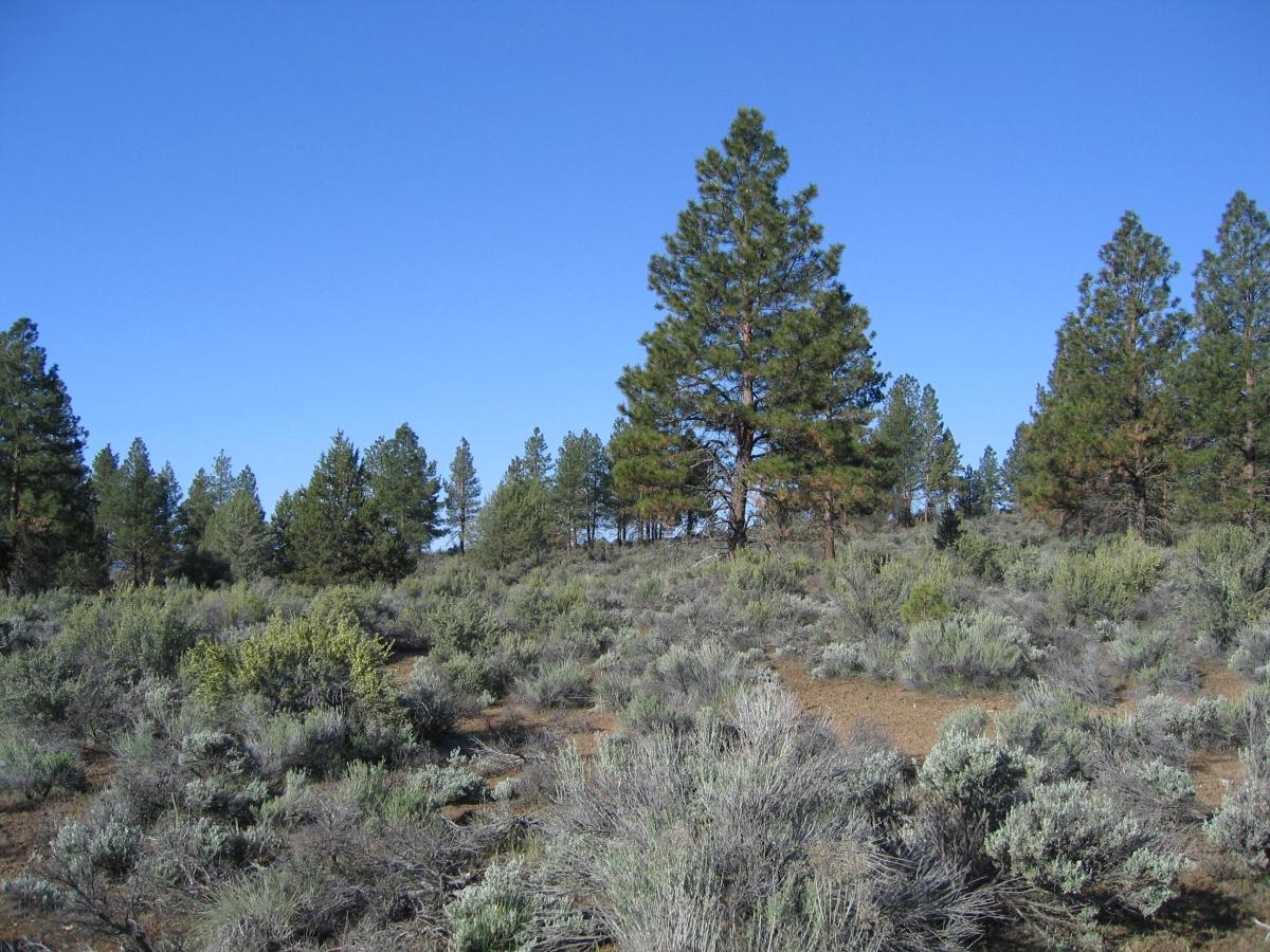 3 Acres for Sale in Beatty, Oregon