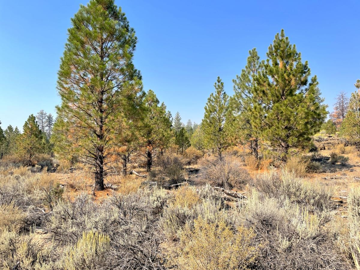 2.6 Acres for Sale in Chiloquin, Oregon