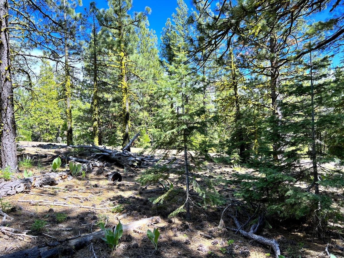 0.98 Acres for Sale in California Pines, California