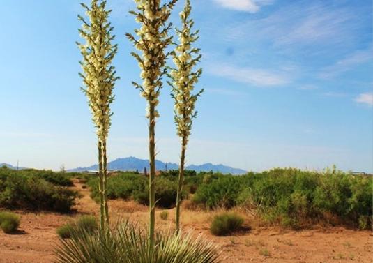 4 Acres for Sale in Keeler Farm, New Mexico