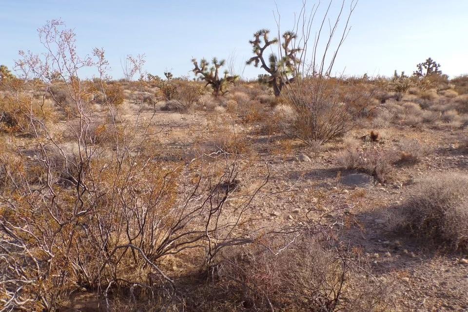 1.46 Acres for Sale in Yucca, Arizona