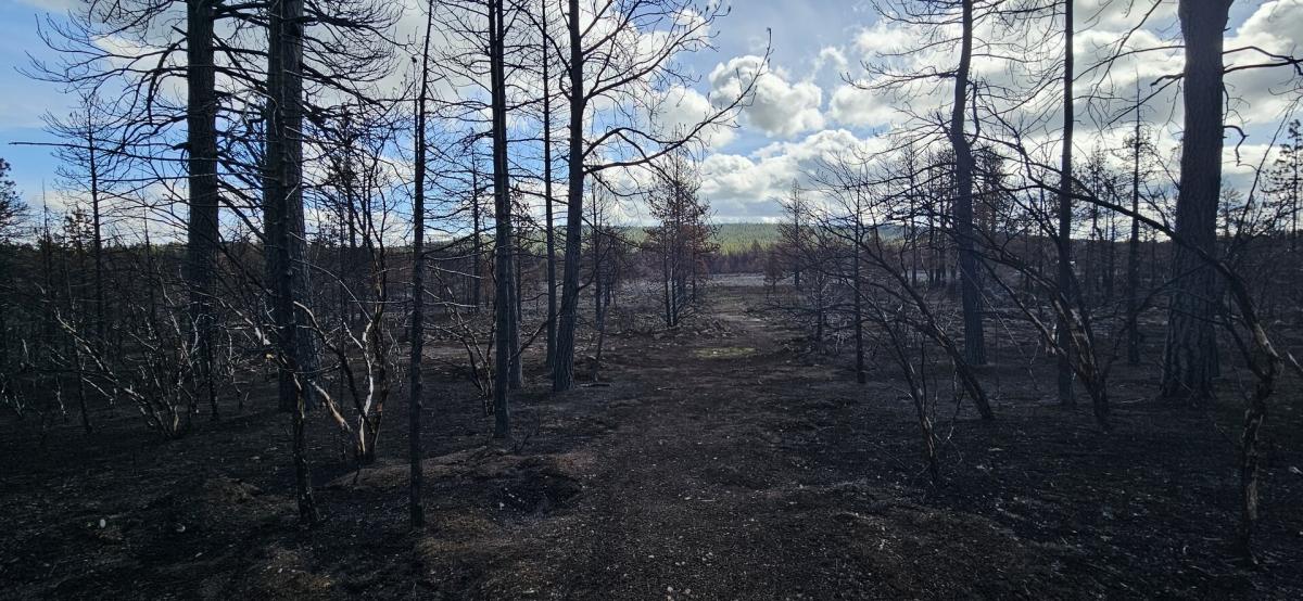 4.6 Acres for Sale in Bonanza, Oregon