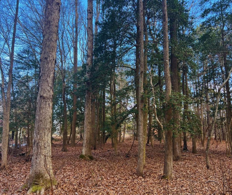 0.54 Acres for Sale in Macclesfield, North Carolina