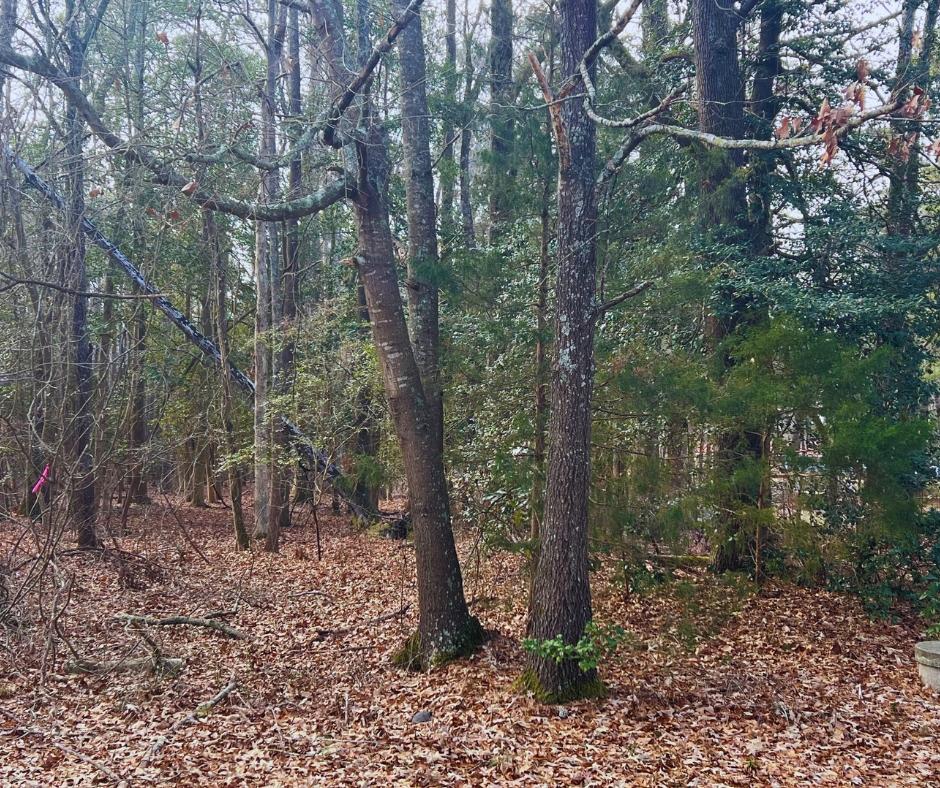 0.54 Acres for Sale in Macclesfield, North Carolina